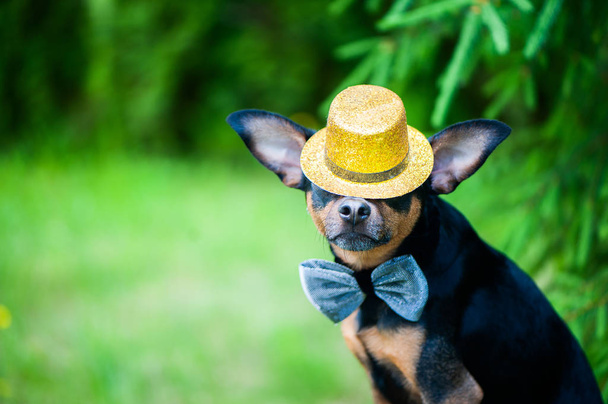 dog in a hat and a bow tie, an image of a magician, a circus artist, an artist. Natural green background, space for text - Photo, Image