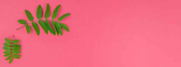 Plano criativo leigos padrão de vista superior com folhas de árvore verde rowan frescos no fundo rosa brilhante com espaço de cópia no estilo de arte pop duotone mínimo, modelo de quadro para texto. Estandarte largo longo
 - Foto, Imagem