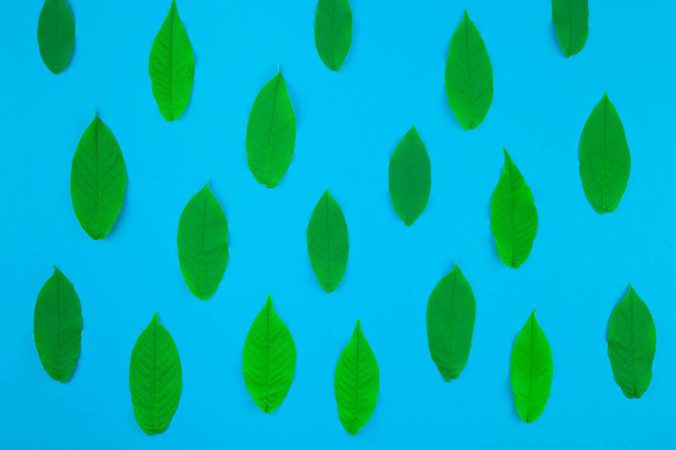 Kreatywnych mieszkanie świeckich widok z góry wzór zielony świeży pozostawia na jasne niebieskie tło z kopia przestrzeń w minimalnym pop-art styl, szablon tekstu - Zdjęcie, obraz