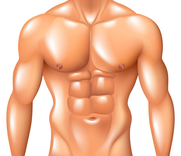 Muscular hombre torso fitness concepto aislado en blanco foto-realista vector ilustración
 - Vector, imagen