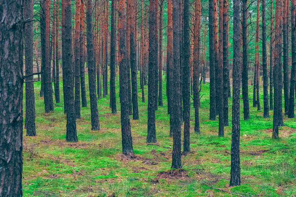 Beautiful nature. Central Europe pine forest. Green landscape - Фото, изображение