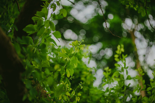 abstrakte, grüne Blattmuster Natur dunkelgrünen Hintergrund. - Foto, Bild