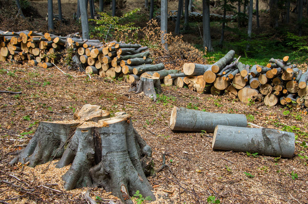 Uszkodzenia przyrody. Drewno tartaczne ułożone w stos do usunięcia z lasu. Europy - Zdjęcie, obraz