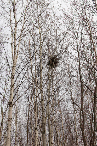 Straka hnízdo na stromě v lese - Fotografie, Obrázek
