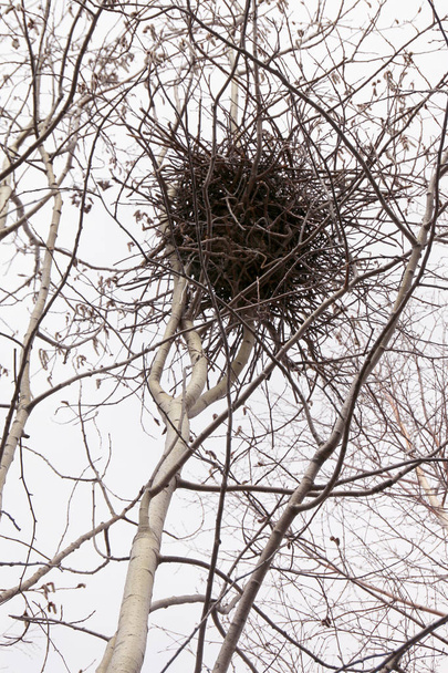 A magpie nest on a tree in the forest - Photo, Image