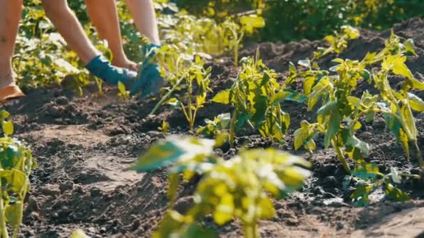 Een vrouw zit in de grond en wordt begraven door de jonge groene planten van tomaten net geplant in de stand van de grond in de zon in de tuin - Video