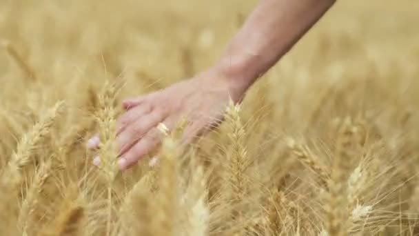 close up on woman's hand brush against the ears of a wheat field - Materiał filmowy, wideo