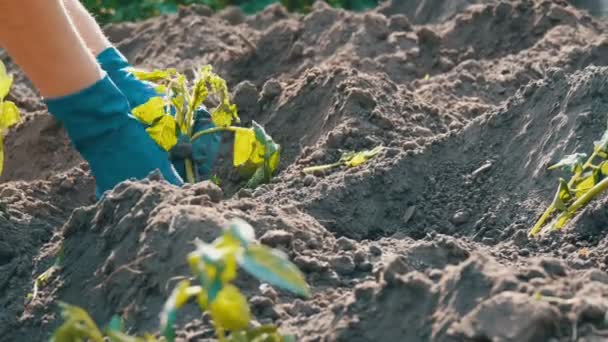 A woman sits in the ground and is buried by young green plants of tomatoes just planted in the ground stand in the sun in the garden - Footage, Video