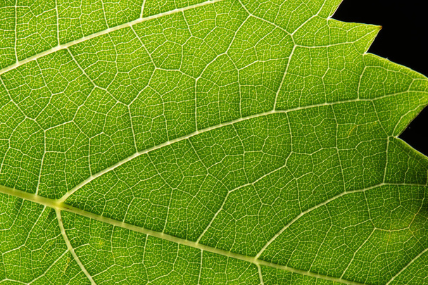 Groene blad aderen, extreme close-up - Foto, afbeelding