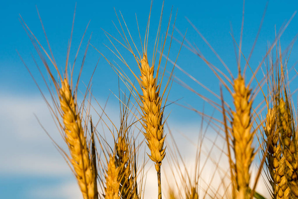 大麦の収穫の準備ができての熟した耳。雲と青空のバック グラウンド. - 写真・画像