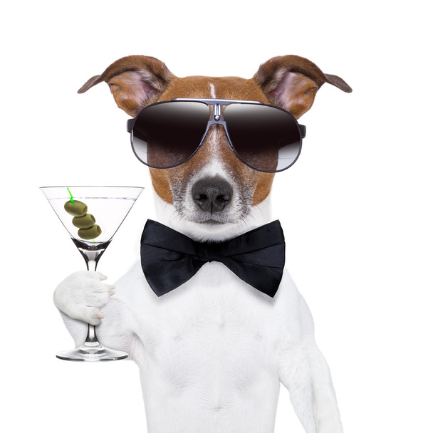 martini dog - Foto, afbeelding