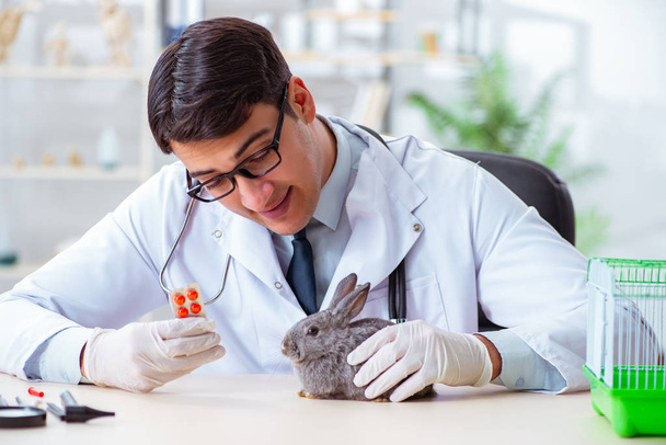 Naukowiec przeprowadzający badania na królikach - Zdjęcie, obraz