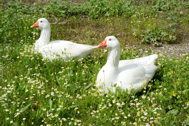 Canards de la céramique sur l'herbe
 - Photo, image