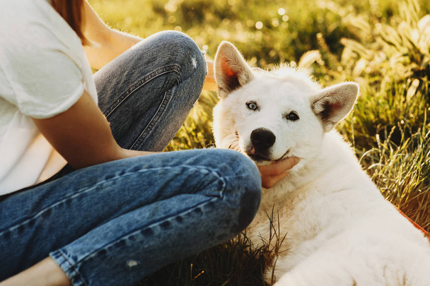 Retrato de lindo divertido blanco siberiano husky sentado en la hierba con su maestro y mirando a la cámara
 . - Foto, imagen