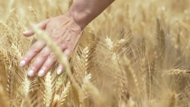 primer plano en el cepillo de mano de la mujer contra las orejas de un campo de trigo
 - Metraje, vídeo
