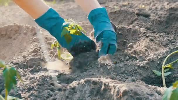 A woman sits in the ground and is buried by young green plants of tomatoes just planted in the ground stand in the sun in the garden - Footage, Video