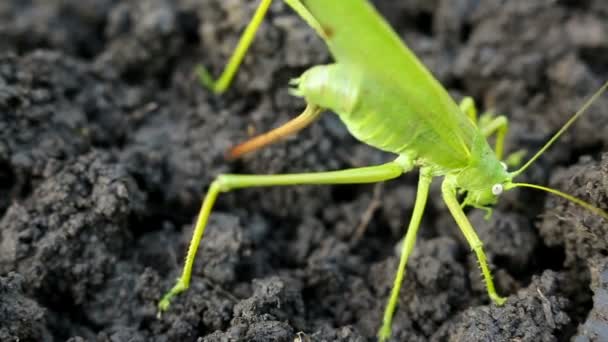 Grande sauterelle verte pond ses œufs dans le sol
 - Séquence, vidéo