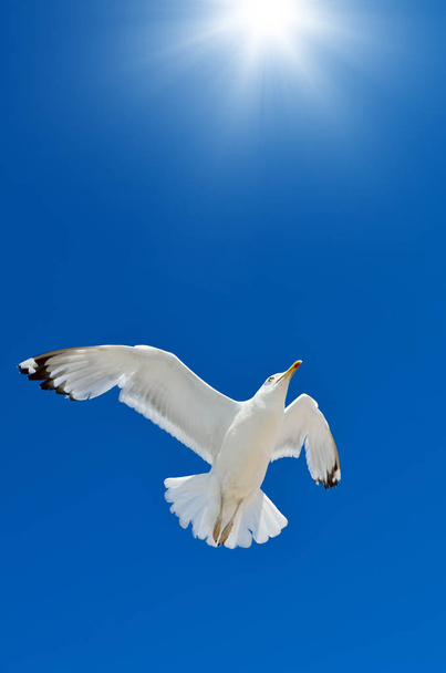 Eine Möwe fliegt in den blauen Himmel. Seevögel. - Foto, Bild