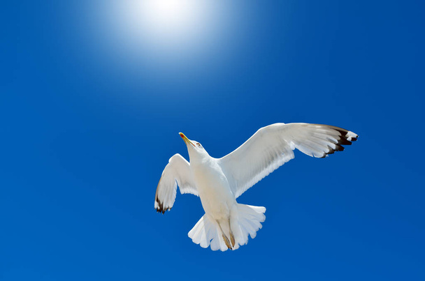 A seagull is flying in the blue sky. Seabirds. - Photo, Image