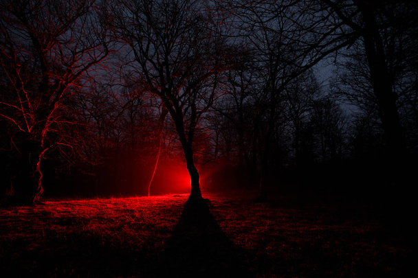 seltsames Licht in einem dunklen Wald in der Nacht. Silhouette einer Person, die im dunklen Wald mit Licht steht. dunkle Nacht im Wald zur Zeit des Nebels. surreale nächtliche Waldszene. Horror-Halloween-Konzept. Märchen - Foto, Bild