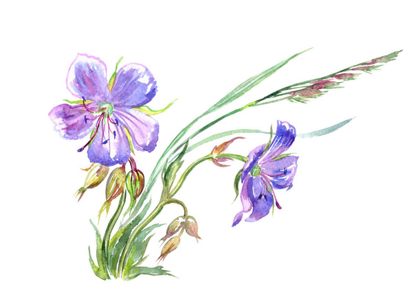 Forest geranium, watercolor drawing on white background, isolated. - 写真・画像