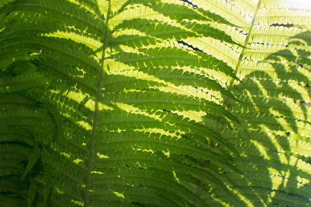 Młody jasny zielony paproci liście oświetlone przez słońce tło Lush piękne naturalne wiosna - Zdjęcie, obraz