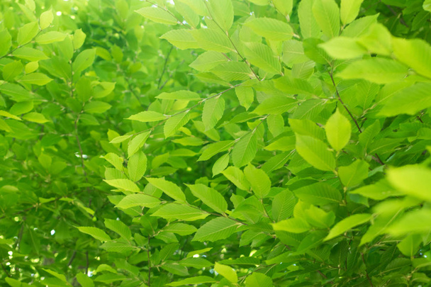 Молодые светло-зеленые листья освещаются солнцем. Естественный весенний фон
 - Фото, изображение
