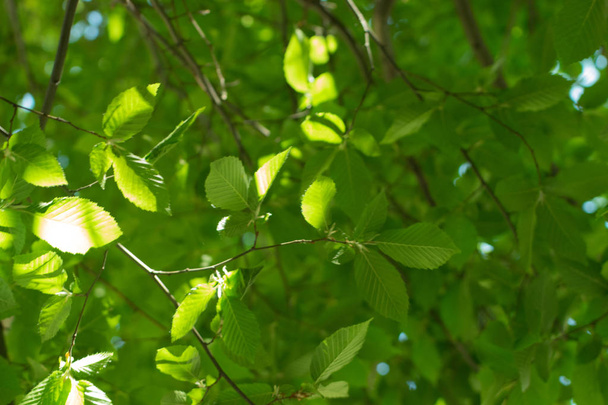 Nuoret vaaleanvihreät puun lehdet, jotka aurinko valaisee. Kaunis luonnollinen kevät tausta
 - Valokuva, kuva