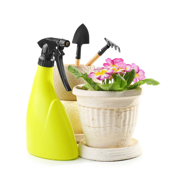 Beautiful plant in pot with gardening equipment on white background - Photo, Image