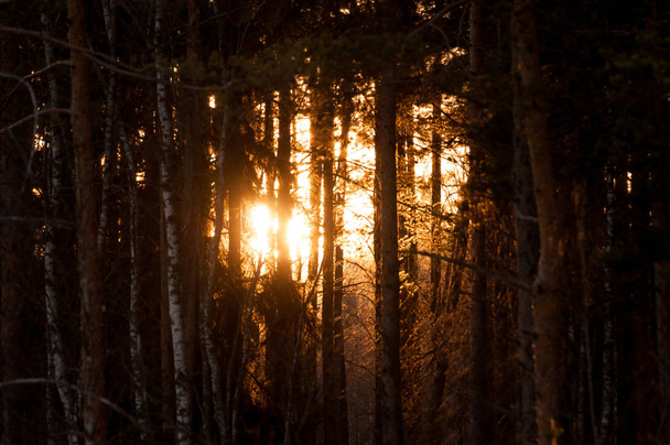 Sunset in the pine forest. Sun rays blooming trough the trees - Photo, image