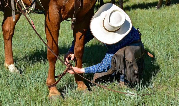 Un vaquero no identificado usa una correa de cuero para encapuchar su caballo durante un rodeo y una sesión de marca en el campo del rancho.
.  - Foto, imagen