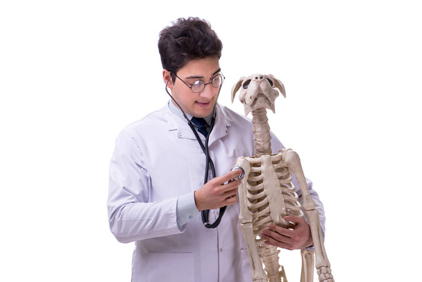 Beyaz arka plan üzerinde izole köpek iskeleti ile doktor - Fotoğraf, Görsel