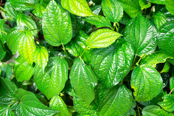 Closeup yeşil yaprak doğa arka planı için .  - Fotoğraf, Görsel