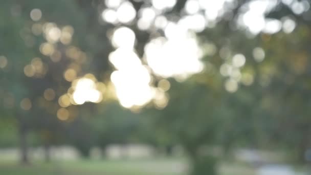 Slow motion bokeh shot of trees at a park - Footage, Video