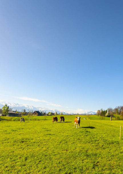 Vacas pastando em pastagens verdes frescas da montanha no fundo de Alpes cobertos de neve. Criação de animais na Suíça, campos e prados. A aldeia envolvida na produção de leite
.  - Foto, Imagem