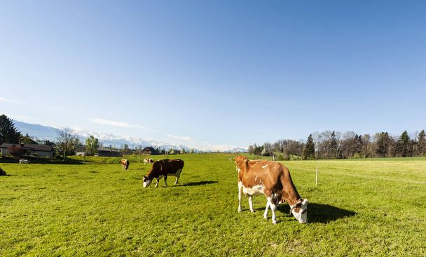 Karla kaplı Alps arka plan üzerinde taze yeşil dağ mera üzerinde otlatma inekler. İsviçre, alanları ve çayır hayvancılık. Süt üretiminde meşgul Köyü.  - Fotoğraf, Görsel