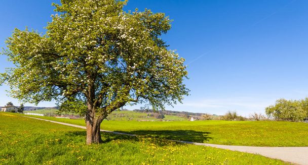 Swiss landscape with meadow and flowering tree early in the morning. Agriculture in Switzerland, asphalt path between pastures. - Photo, Image