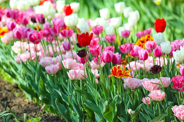 Beautiful blossoming tulips outdoors - Фото, зображення