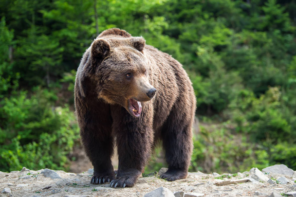 European brown bear in a forest. Wild animal in the nature habitat  - Photo, Image