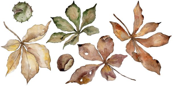 栗の秋の紅葉。葉植物植物園花葉。背景、テクスチャ、ラッパー パターン、フレームや境界線の aquarelle 葉. - 写真・画像