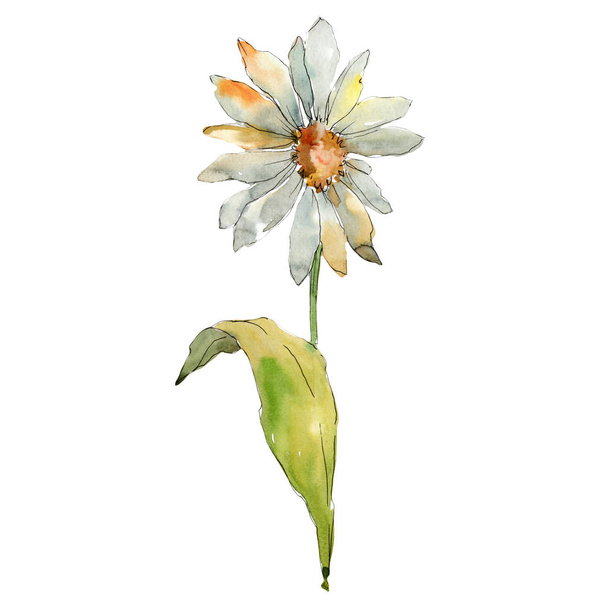 Beyaz papatya. Botanik çiçek. Vahşi bahar yaprak izole kır çiçeği. Arka plan, doku, sarıcı desen, çerçeve veya kenarlık için Aquarelle kır çiçeği. - Fotoğraf, Görsel