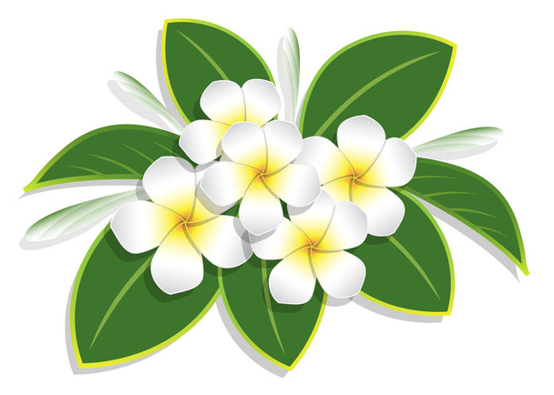 bouquet of yellow plumeria on white background - Vector, Image