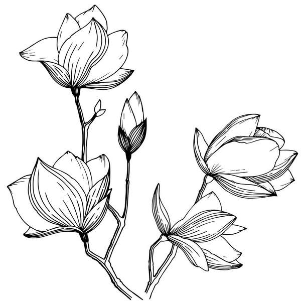 Магнолії в стилі вектор ізольовані. Повна назва рослини: Magnolia. Вектор квітка для фону, текстури, обгортка візерунок, кадру або межі. - Вектор, зображення