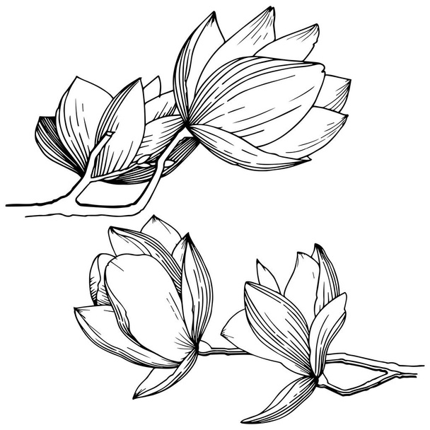 Magnolia in uno stile vettore isolato. Nome completo della pianta: Magnolia. Fiore vettoriale per sfondo, texture, motivo avvolgente, cornice o bordo
. - Vettoriali, immagini