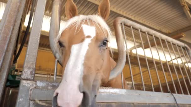 ein Pferd im Stall - Filmmaterial, Video