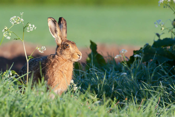 Pretty wild hare close up sat on the edge of a field bathing in the morning sunrise, warming up with the heat of the sun. - Photo, Image