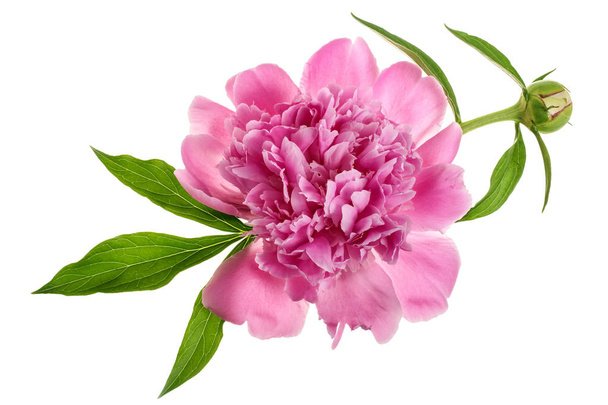 рожева квітка півонії ізольована на білому фоні крупним планом
 - Фото, зображення