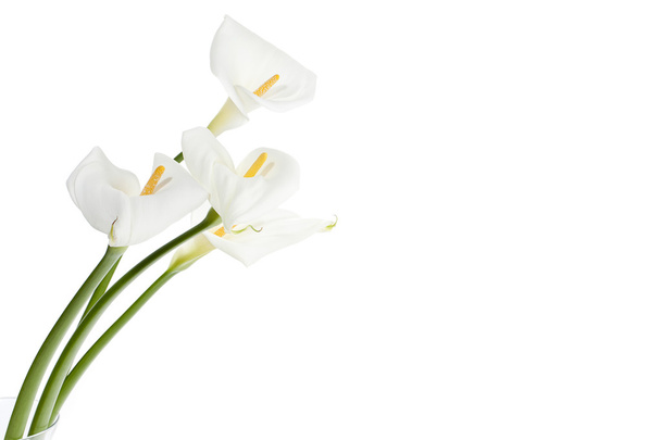 411 lys calla blancs
 - Photo, image