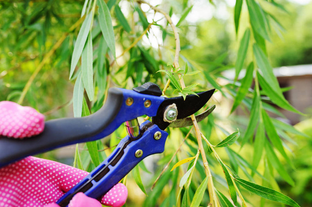 cutting willow tree with secateurs in summer, seasonal garden work - Фото, зображення