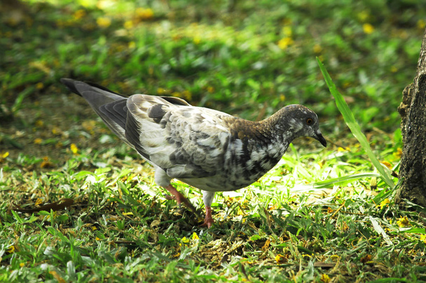 Dove walking on the lawn. - Фото, изображение